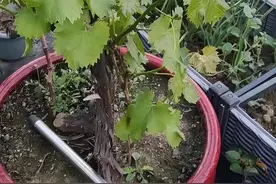 葡萄架受到“冷落”，好多小院都不再搭了，原来被4种植物取代了图片