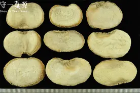 贝母鉴定大全，建议收藏！图片