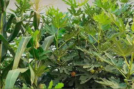 村里的无花果树为什么都种在院外图片