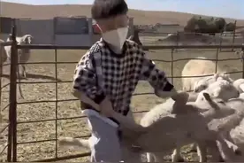 内蒙古5岁男孩徒手抓羊火了：一出手就是一只，稳准狠比大人都强！网友：小羊羔一样可爱的宝宝，霸气侧漏图片