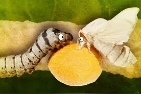 蝴蝶会有毛毛虫时期的记忆么？为了变成蝴蝶，将内脏都溶成液体图片