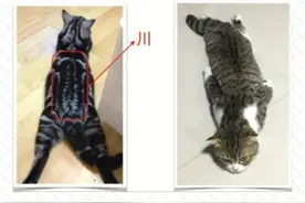 10秒钟分清楚美短猫和狸花猫的区别图片