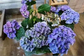 这花别换盆，土一松就没命，白养大半年图片