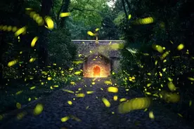 仲夏夜赏萤——南京人的特色夜游活动图片