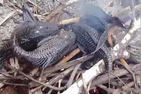 逃过中国人的筷子，避不开印度人的餐桌！清道夫为何在恒河栽跟头图片