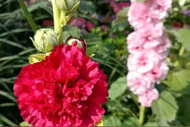 这种花天越热越开花，美艳漂亮，五月抓紧养，开花到年底图片