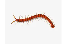 家里有蜈蚣怎么把它驱赶出去图片