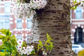 樱花树的特点介绍图片
