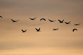 三人行，必有我师焉图片