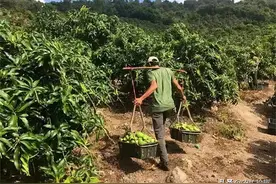 刚成熟就卖惨，宣称5毛无人问津，却一斤卖6元，网友：套路深图片