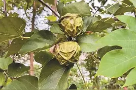 深圳已出现！重要提醒：别碰、别吃！图片