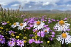 龙仁青：玩泥巴的女孩儿图片