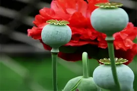 人人喊打的罂粟壳，也可以是良药图片