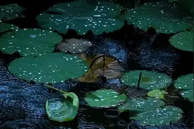 诗词丨盛夏时光静浅，倚窗听雨绵绵图片