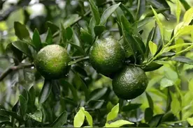 炎夏首选——小青柑普茶，清肝热消积食图片