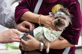 @养犬人 成都社区免费狂犬病疫苗 你家狗狗打了吗？图片