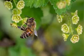 盘点对人类有益的10种昆虫图片