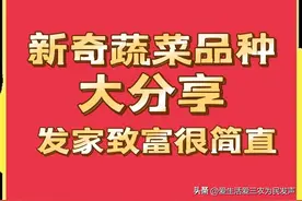 新奇蔬菜品种大分享，想赚钱的别错过，建议收藏图片