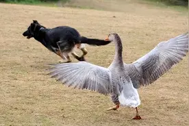 黄鼠狼最怕的是大鹅，鹅有啥厉害的？查了一下原来段位这么高？图片