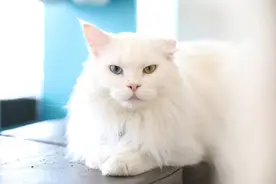 蓝色眼睛的猫品种图片