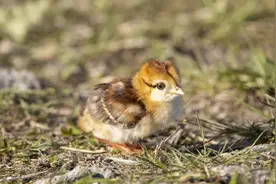 快看！白鹇妈妈带着宝宝出来遛弯了！超萌超有爱图片