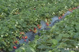 你家菜地里为啥不见蚯蚓了？知道其中的原因吗？别再犯糊涂了图片