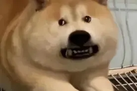 好贵啊！黄鳝居然75一斤了，买了4根黄鳝遭了130图片