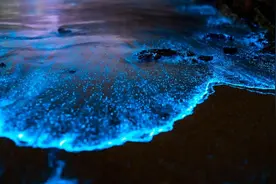 在福建平潭，遇见你的“蓝眼泪”图片