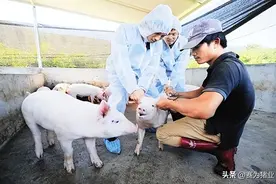 育肥猪必做的疫苗，不做的都是狠人。图片