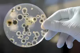 扭转二战局势的青霉素，因何被我国干到白菜价？并占全球90%市场图片