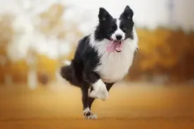 十大最忠诚的狗狗：保护主人从不言弃图片