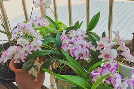 有种石斛叫“秋石斛”，专为观赏而生，花大色艳，每年开几次花图片