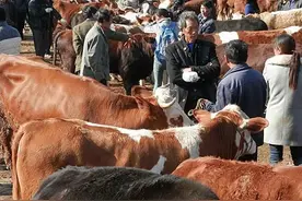 牛价再次下跌？释放出赚钱的信号图片