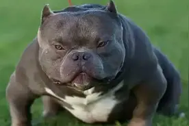 养一只恶霸犬的好不好｜自己看了再决定图片