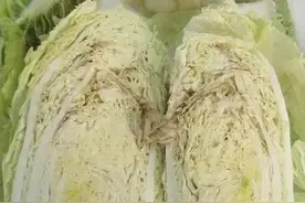 大白菜干烧心病的形成原因及防治方法图片
