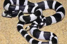 中国最毒的蛇，不是眼镜蛇，而是性情温和的银环蛇，到底多恐怖？图片