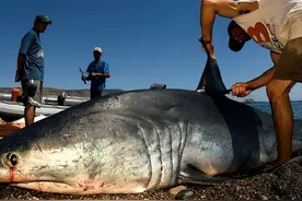 被割鱼翅的鲨鱼还能活多久？每年1亿只鲨鱼被杀，究竟是谁干的？图片