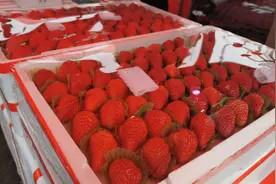 卖了10万单的“丹东草莓”实际产自江苏？地方政府已介入调查图片