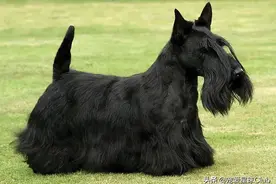 百科 | 苏格兰梗，小短腿中的大Boss图片