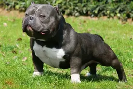 恶霸犬号称犬界“爱马仕”，价格为何这么贵？它到底哪里吸引人？图片