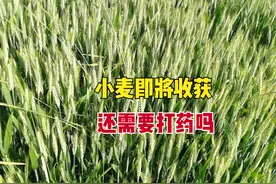 小麦还剩20天收获，田间发生病虫害，还用去打药吗？图片