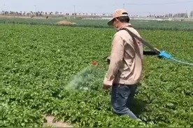 打蚜虫就用蚜绝虱灭，效果好又持久，纯生物制剂，对作物安...图片