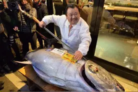 中国“最贵”的4种鱼，一口鱼肉“上百”，剩下的鱼骨“还能卖”图片