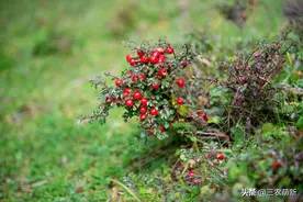 平枝栒子：名字洋气却不高大，常被当柴火烧，殊不知做盆景是一绝图片