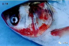 对危害严重的鱼类细菌性败血症的确诊和治疗图片