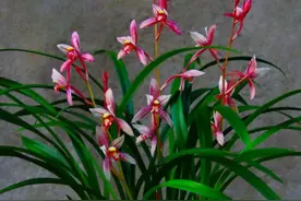 4种“高档花”就是醋坛子，每月喝杯醋，花苞嗖嗖长，爆出满盆花图片