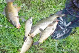 野钓鲤鱼，记住3大核心技巧，不管去什么水面，都能钓到大鲤鱼图片