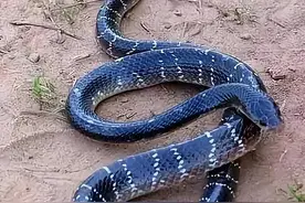 信德环蛇是什么蛇？为什么会取代银环蛇成为亚洲毒性最强的蛇？图片