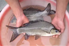 钓到“黑鲤鱼”要放生，钓不得更吃不得图片