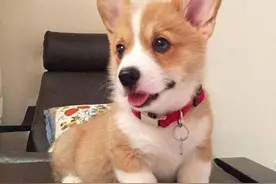 狗狗总是在那里乱叫是什么原因？其实真相是这样的图片